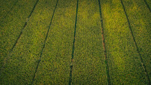 Aerial View Of Green Corn Field