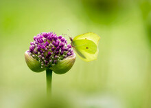 Green Brimstone Butterfly Pollinating On Fresh Allium Flower