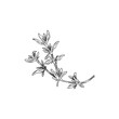 © sabelskaya - Hand drawn thyme branch with leaves, monochrome sketch style - vector illustration isolated on white background.