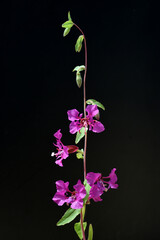 Wall Mural - Clarkia pulchella