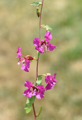 Wall Mural - Clarkia pulchella