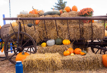 Wooden Vintage Wagon Filled With Hay Among Orange Pumpkins On An Autumn Farm. Halloween. Autumn Vegetables. Rural Life. Thanksgiving Day