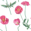 Seamless pattern with pink Shirley poppies flowers (Papaver rhoeas). Floral botanical greeting card. Hand drawn watercolor painting illustration isolated on white background.