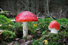 Fly Agaric Mushrooms In Autumn Forest With Blurred Background