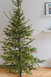 Real Christmas tree with decorations in white interior