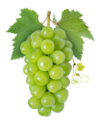 Wall Mural - shine muscat grape isolated on white background, green grape with leaves on white png file.
