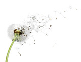 Fototapeta Dmuchawce - Flying dandelion seeds isolated over white