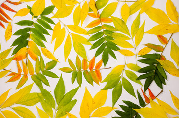 Wall Mural - Bright colored green, orange and red autumn leaves on a white background