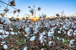 Cotton field close up of ripe bolls ready for harvest early morning glowing sunrise in Tennessee.