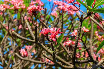 Canvas Print - Beautiful blooming Plumeria tree, also known as Frangipani and Temple tree