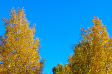 Wall Mural - birch with yellow leaves against a blue sky