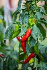 Wall Mural - Closeup of a branch of red chilly pepper on the tree