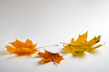 Autumn maple leaf on white background with copy space