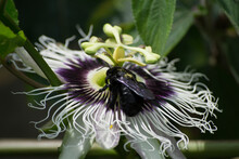 Passion Flower (Passiflora Edulis) Being Pollinated By The Bombus Atratus Bee And The Africanized Bee Apis Mellifera Scutellata