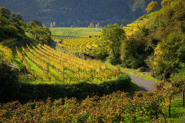 Wall Mural - Colored Vineyards near Duernstein on a sunny day in autumn