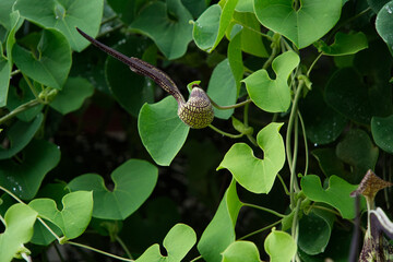 Wall Mural - Aristolochia  signes (famille aristolochiacées) plante originaire d'Amérique du Sud  mais photographiée en Thaïlande, surnommée aussi jabot de dinde ou faisan en Asie