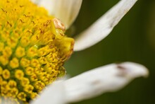 Closeup Of Yellow Crab Spider On Yellow Pistils Of White Flower