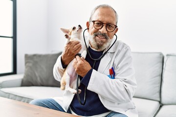 Poster - Senior grey-haired man wearing veterinarian uniform examining chihuahua at vet clinic