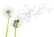 Close up of grown dandelions and dandelion seeds isolated on  background