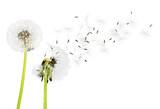 Fototapeta Dmuchawce - Close up of grown dandelions and dandelion seeds isolated on  background