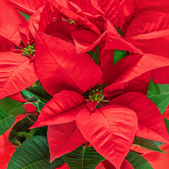 Wall Mural - christmas poinsettia background. patterm. xmas symbol poinsetta as a gift