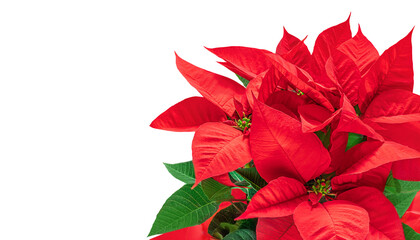 Wall Mural - christmas poinsettia isolated on white background. xmas symbol poinsetta as a gift
