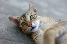Close-up Shot Of A Street Cat Laying On The Ground Outdoors
