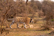 wild bengal female Tiger or panthera tigris tigris with tracking collar on neck anpony or broken tail on prowl in outdoor wildlife safari at sariska national park forest alwar rajasthan india asia