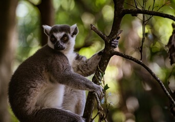 Wall Mural - Lemur alertly observing the surroundings on a tree against a blurred background