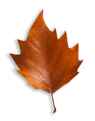 Autumn brown leaf isolated on white with shadow.