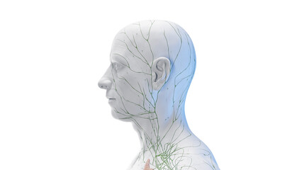 Wall Mural - 3d rendered medical illustration of the lymphatic system of the head and neck