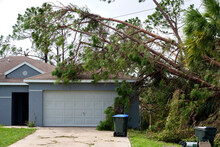 Fallen Down Big Tree On A House After Hurricane Ian In Florida. Consequences Of Natural Disaster