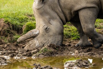 Sticker - Closeup of a White Rhino drinking from the muddy water