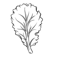 Sticker - Outline falling Lettuce leaf vector illustration