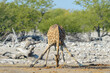 Giraffe (Giraffa camelopardalis), adult drinking at waterhole,  Etosha National Park, Namibia.