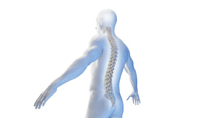 Wall Mural - 3d rendered medical illustration of the spine