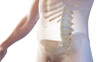 3d rendered medical illustration of the lumbar spine
