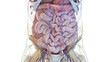 3d rendered medical illustration of the abdominal organs