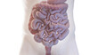 3d rendered medical illustration of the intestines