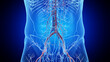 3d rendered medical illustration of the abdominal blood vessels