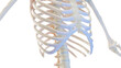 3d rendered medical illustration of the skeletal thorax