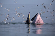 Bryde's Whale Up Over The Sea For Eating Small Fish And Have Many Seagull Flying Over.