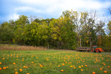 Hayride Through A Pumpkin Patch In The Countryside