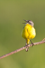 Wall Mural - Small bird Yellow Wagtail sitting on tree male Motacilla flava