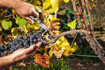 Wall Mural - Cannonau grape harvest. Manual harvesting of grapes. Agriculture.