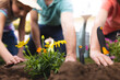 Caucasian family spending time together in the garden, planting