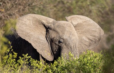 Sticker - Closeup of an African elephant behind bushes. Tanzania, East Africa.