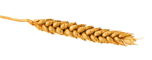 Wheat ear isolated on white or transparent background. One wheat spike.