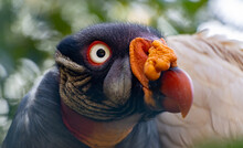 Portrait Of A King Vulture Sitting On A Tree