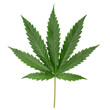 Hybrid cannabis leaves transparent background